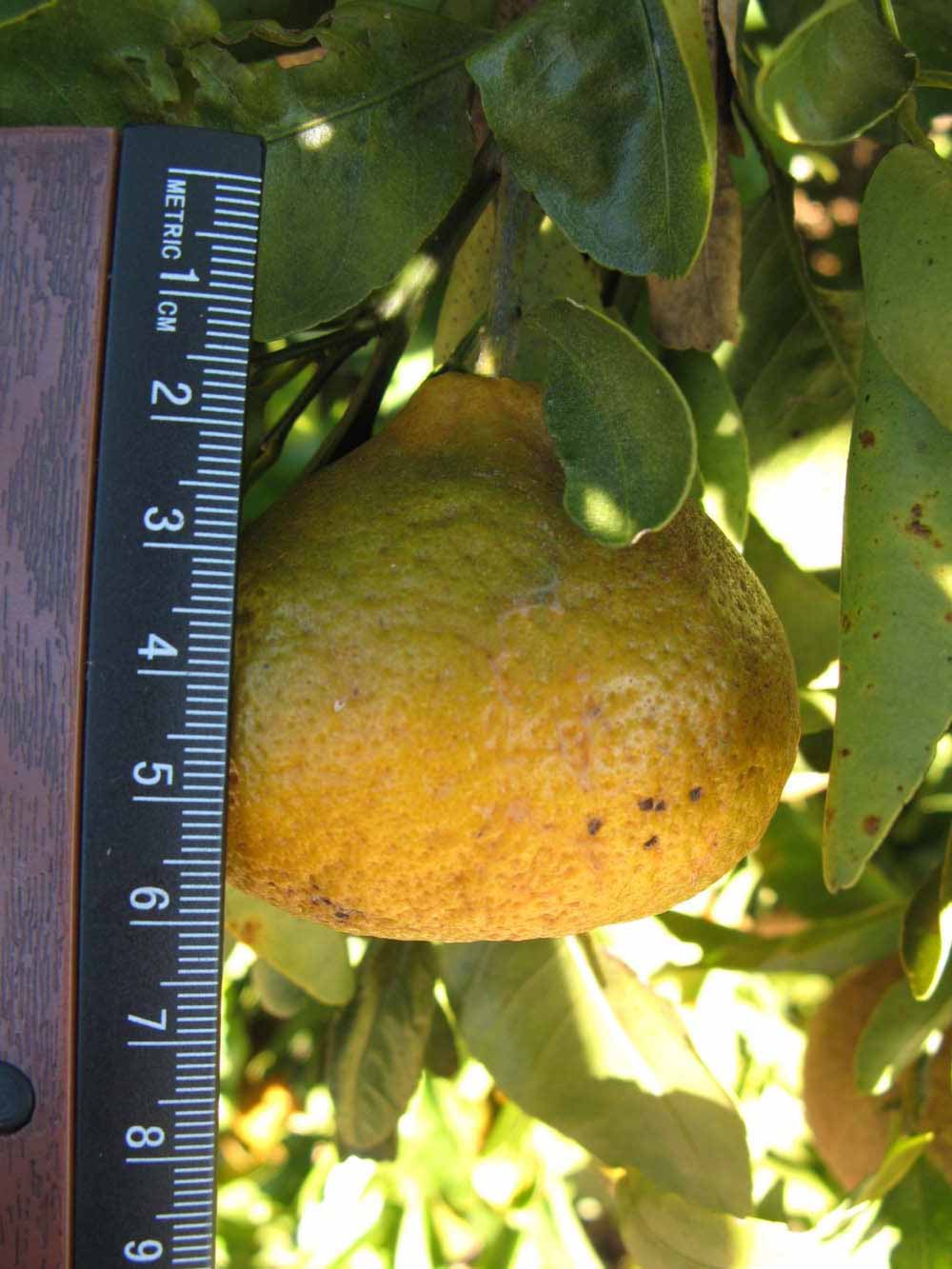              Fruit (Winter Haven, FL)       